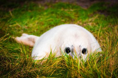 Donna Nook mühür Colony, İngiltere'de sahilde yatan bebek mühür