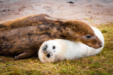Seals lying on the beach at Donna Nook Seal Colony, UK clipart