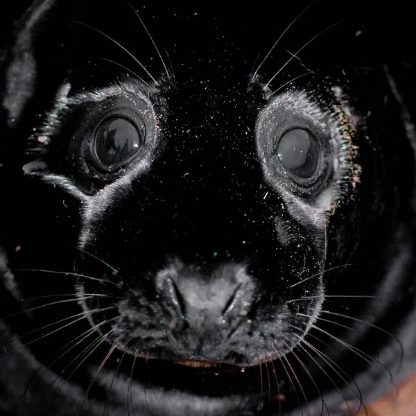 Selo Bebê Deitado Praia Donna Nook Seal Colony Reino Unido — Fotografia de Stock