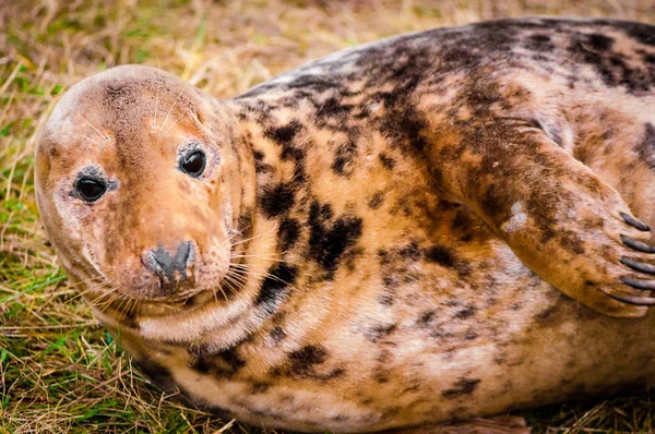 Donna Nook Mühür Colony Ngiltere Sahilde Yatan Mühür — Stok fotoğraf