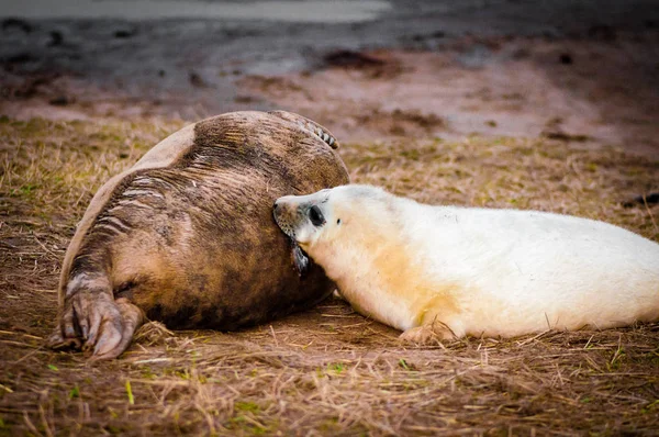 Seals Sdraiato Sulla Spiaggia Donna Nook Seal Colony Regno Unito — Foto Stock