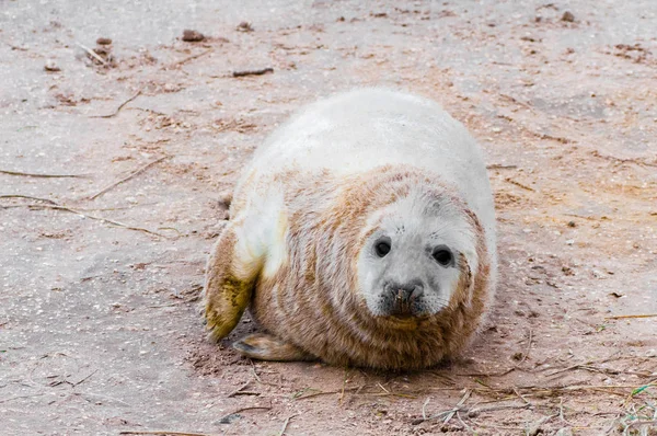 Seal Sdraiato Sulla Spiaggia Donna Nook Seal Colony Regno Unito — Foto Stock