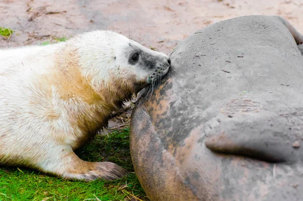 Seals Sdraiato Sulla Spiaggia Donna Nook Seal Colony Regno Unito — Foto Stock
