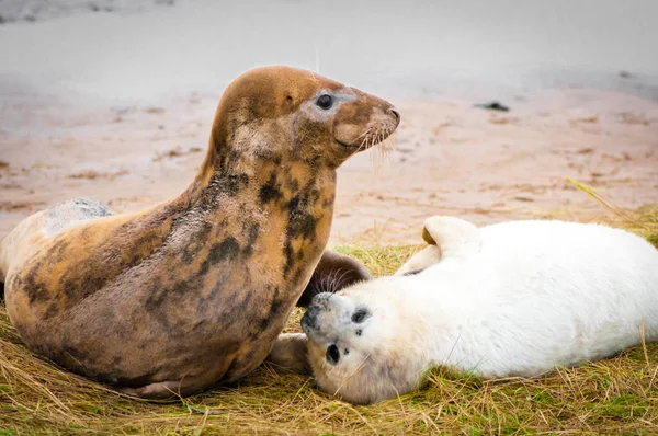 Sellos Tirados Playa Donna Nook Seal Colony Reino Unido — Foto de Stock