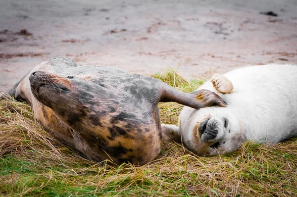 Robben Liegen Strand Der Donna Nook Robbenkolonie Großbritannien — Stockfoto