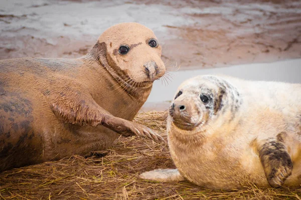 Robben Liegen Strand Der Donna Nook Robbenkolonie Großbritannien — Stockfoto