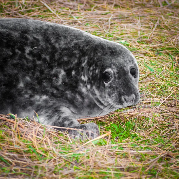 Foca Bebé Acostada Playa Donna Nook Seal Colony Reino Unido — Foto de Stock