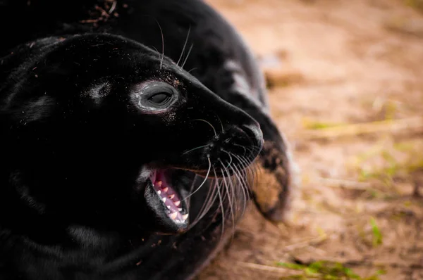 Μωρό Φώκιας Που Βρίσκεται Στην Παραλία Της Donna Nook Σφραγίδα — Φωτογραφία Αρχείου