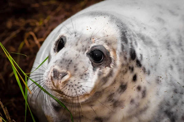Retrato Foca Bebé Playa Donna Nook Seal Colony Reino Unido — Foto de Stock