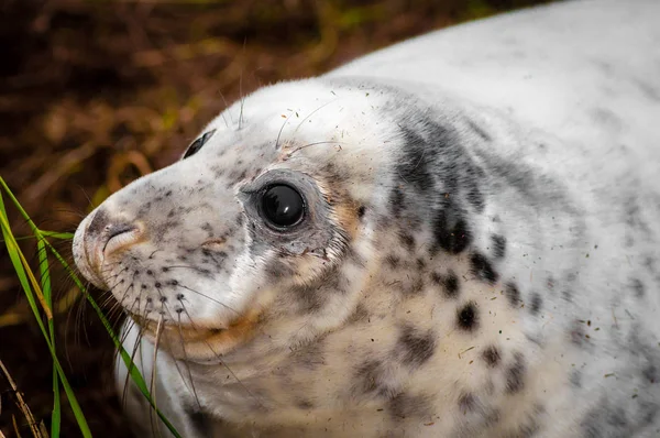 Porträtt Baby Seal Ligga Stranden Donna Nook Försegla Colony Storbritannien — Stockfoto