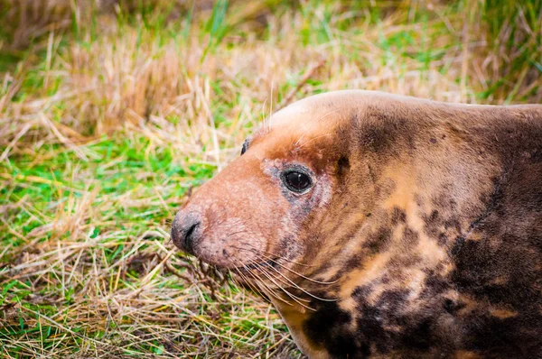 Sello Tirado Playa Donna Nook Seal Colony Reino Unido — Foto de Stock