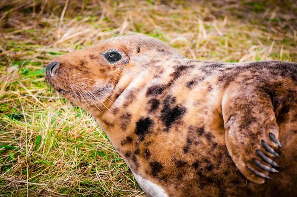 Selo Deitado Praia Donna Nook Seal Colony Reino Unido — Fotografia de Stock