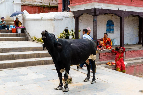 stock image Pashupatinath, Nepal - July 17, 2018 : Holly bull at Pashupatinath, a famous and sacred Hindu temple complex, located on banks of the Bagmati River and UNESCO World Heritage Site since 1979