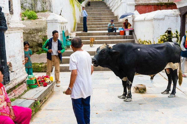 Pashupatinath Nepal Juli 2018 Stechpalmenbulle Pashupatinath Einem Berühmten Und Heiligen — Stockfoto