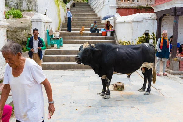 帕斯帕提那 尼泊尔 2018年7月17日 帕斯帕提那的冬青公牛 一个著名和神圣的印度教寺庙建筑群 Bagmati 河的银行和教科文组织世界遗产遗址自1979年以来 — 图库照片