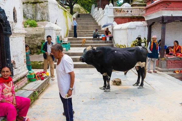 Pashupatinath Nepal Juli 2018 Stechpalmenbulle Pashupatinath Einem Berühmten Und Heiligen — Stockfoto