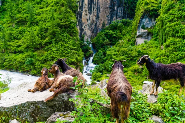 Mountain goats in Annapurna Conservation Area, a hotspot destination for mountaineers and Nepal\'s largest protected area.