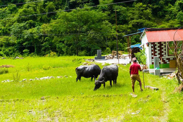 Annapurna Conservation Area Nepal Juli 2018 Besättning Bevattnar Bufflar Lantlig — Stockfoto