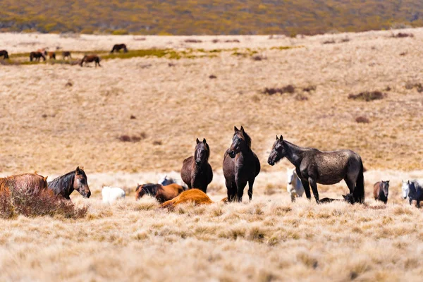 Iconic wild horses live free in Australian alps for almost 200 years in Kosciuszko National Park, NSW, Australia