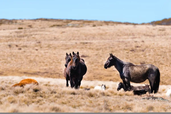 Cavalos Selvagens Icônicos Vivem Livres Alpes Australianos Por Quase 200 — Fotografia de Stock