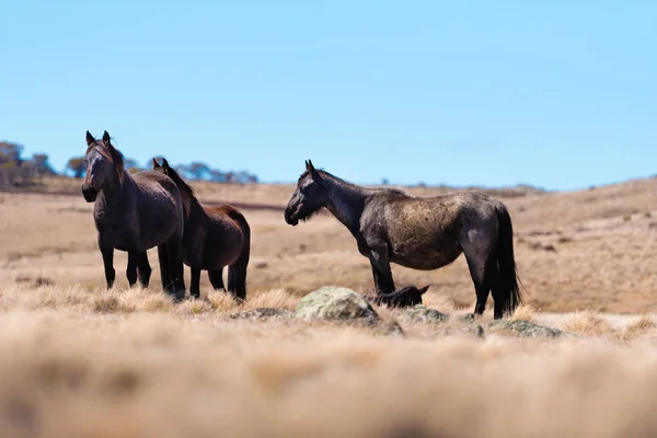 Iconic wild horses live free in Australian alps for almost 200 years in Kosciuszko National Park, NSW, Australia