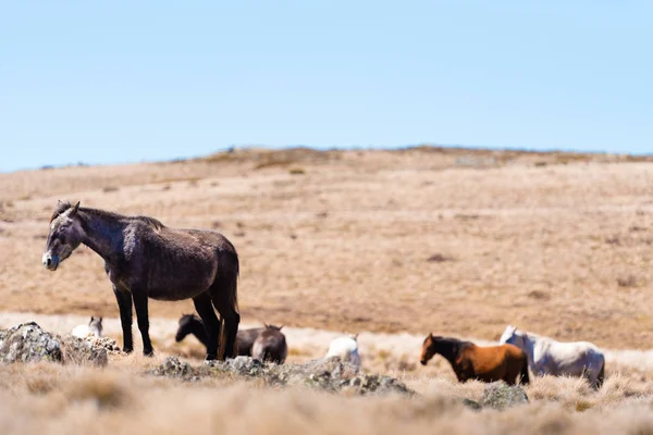 Iconic Wild Horses Live Free Australian Alps Almost 200 Years — Stock Photo, Image