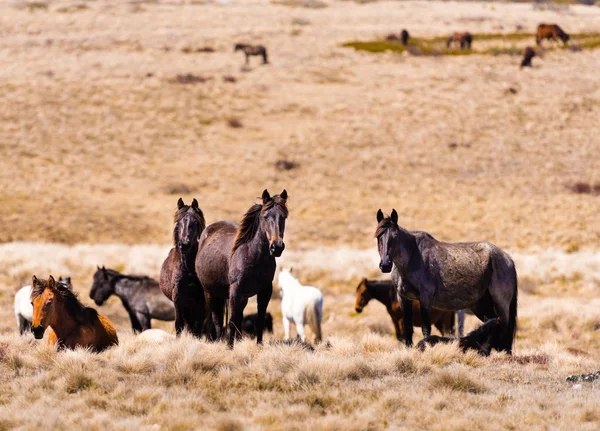 Iconic wild horses live free in Australian alps for almost 200 years in Kosciuszko National Park, NSW, Australia