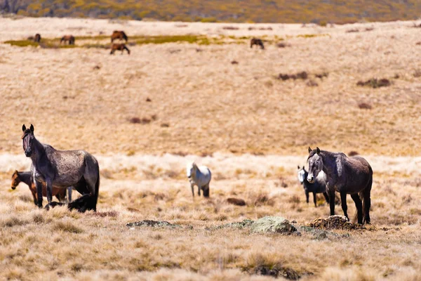 Iconic Wild Horses Live Free Australian Alps Almost 200 Years — Stock Photo, Image