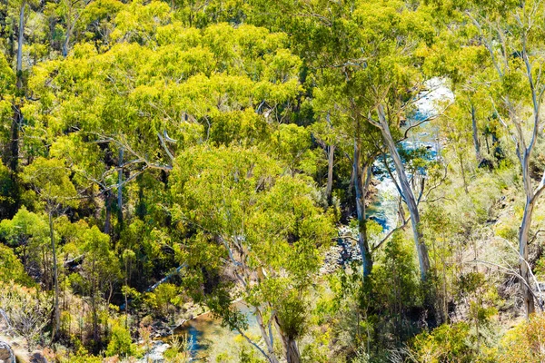 Avustralya orman manzaralı Güney zafer mağara, Yarrangobilly alan, Kosciuszko Milli Parkı, Nsw, Avustralya en büyük mağarada trekking yolunda