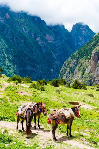 Mountain mules in Annapurna Conservation Area, a hotspot destination for mountaineers and Nepal\'s largest protected area. Transportation in the mountains of Nepal is still carried out by mules