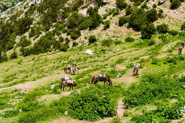 Mountain mules in Annapurna Conservation Area, a hotspot destination for mountaineers and Nepal\'s largest protected area. Transportation in the mountains of Nepal is still carried out by mules
