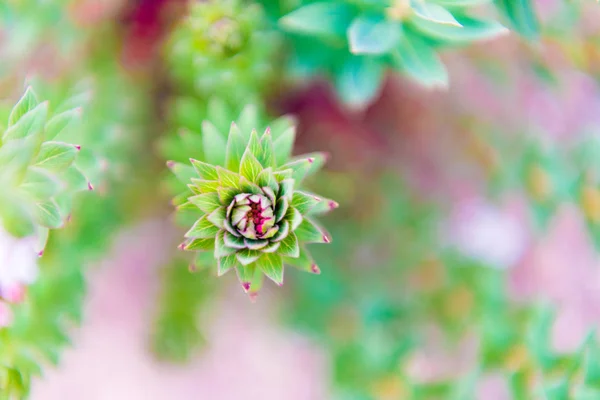 Detail Nativní Květ Rostlin Oblasti Annapurna Himálaj Nepál — Stock fotografie