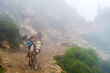 Annapurna koruma alanı, Nepal - 21 Temmuz 2018: Dağ katırlar Annapurna koruma alanında, Nepal'ın en büyük koruma alanı, yürüyüş yolu üzerinde ulaşım hala nerede katırlar tarafından yürütülen
