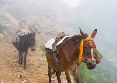 Annapurna koruma alanı, Nepal - 21 Temmuz 2018: Dağ katırlar Annapurna koruma alanında, Nepal'ın en büyük koruma alanı, yürüyüş yolu üzerinde ulaşım hala nerede katırlar tarafından yürütülen