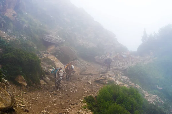 アンナプルナ保護区 ネパールの最大の保護された領域でトレッキング道に山のラバは交通はまだラバによって実施しているアンナプルナ保護区 ネパール 2018 — ストック写真