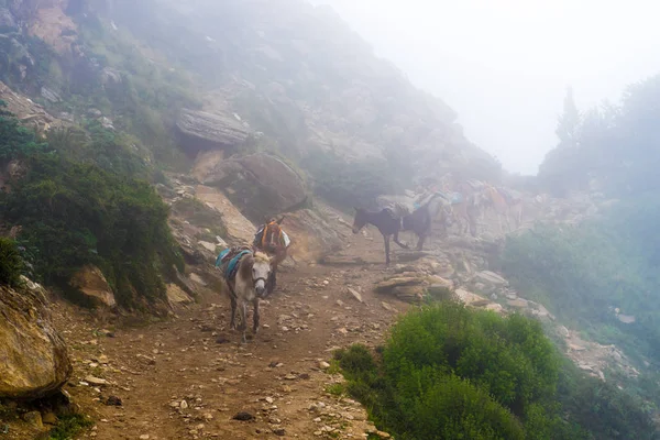 Área Conservação Annapurna Nepal Julho 2018 Mulas Montanha Trilha Trekking — Fotografia de Stock