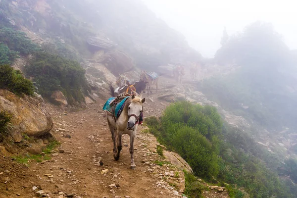 安纳布尔纳峰保护区 尼泊尔 2018年7月21日 在尼泊尔最大保护区的安纳布尔纳峰保护区徒步旅行路上的山地骡子 那里的交通仍然由骡子进行 — 图库照片