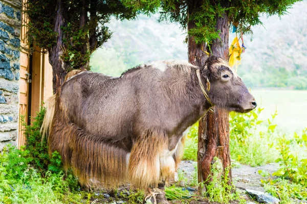 Annapurna Devre Parça Nepal Uzun Saçlı Bovid Tarım Karavan Hayvan — Stok fotoğraf