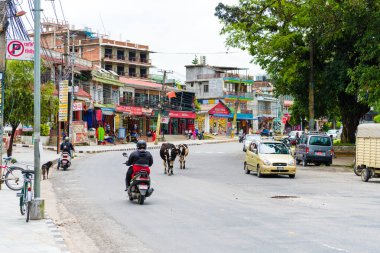 Pokhara, Nepal - 31 Temmuz 2018: Pokhara kasaba, Nepal Street view. Hinduizm dinde kutsal ve Nepal ibadet kabul ulusal hayvan inek mi.