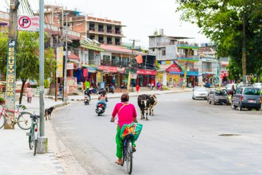 Pokhara, Nepal - 31 Temmuz 2018: Pokhara kasaba, Nepal Street view. Hinduizm dinde kutsal ve Nepal ibadet kabul ulusal hayvan inek mi.