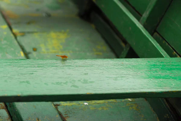 Detail Colourful Boat Phewa Lake Pokhara Most Popular Visited Lake — Stock Photo, Image