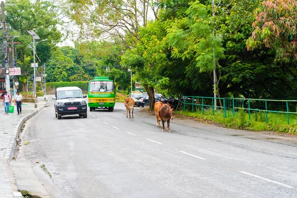 Pokhara Nepal July 2018 Street View Pokhara Town Nepal Cow — Stock Photo, Image