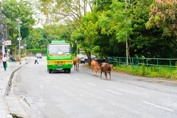 Pokhara Nepál Července 2018 Street View Městě Pokhara Nepál Kráva — Stock fotografie