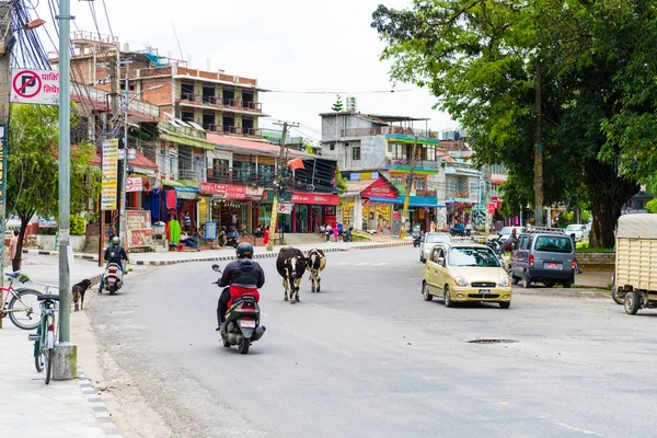 Pokhara, Nepal - 31 Temmuz 2018: Pokhara kasaba, Nepal Street view. Hinduizm dinde kutsal ve Nepal ibadet kabul ulusal hayvan inek mi.