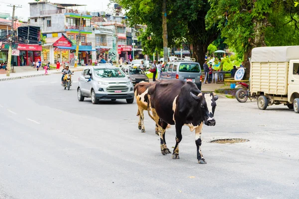 Pokhara Nepal Julho 2018 Vista Rua Cidade Pokhara Nepal Vaca — Fotografia de Stock