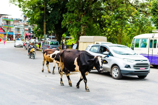 Pokhara Nepal July 2018 Street View Pokhara Town Nepal Cow — Stock Photo, Image