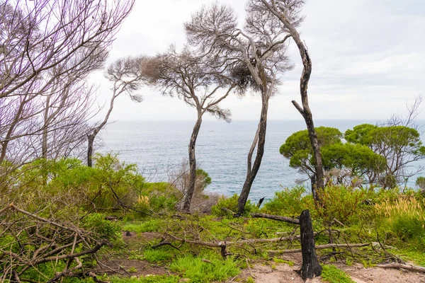 Vista Mar Parque Nacional Ben Boyd Nsw Australia — Foto de Stock