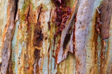 Okaliptüs ağacı kabuğu doku, renkli doğal soyut desen