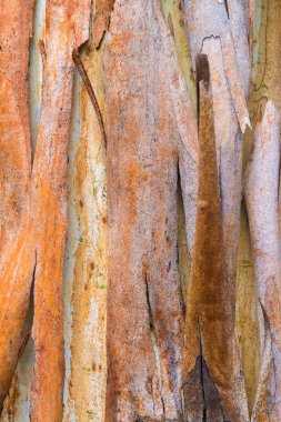 Okaliptüs ağacı kabuğu doku, renkli doğal soyut desen