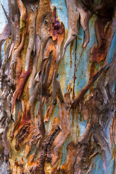 Textura Corteza Árbol Eucalipto Patrón Abstracto Natural Colorido —  Fotos de Stock